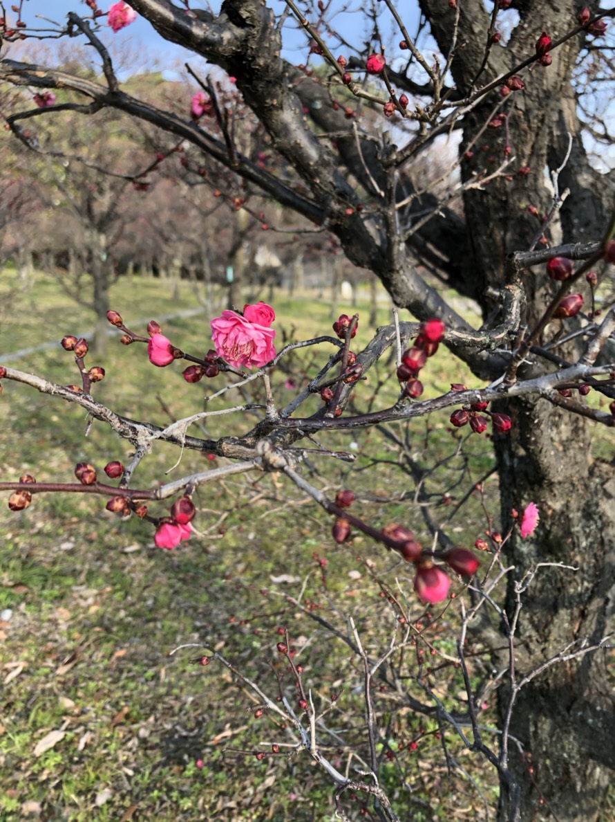 梅のお花が咲いた♪＊
