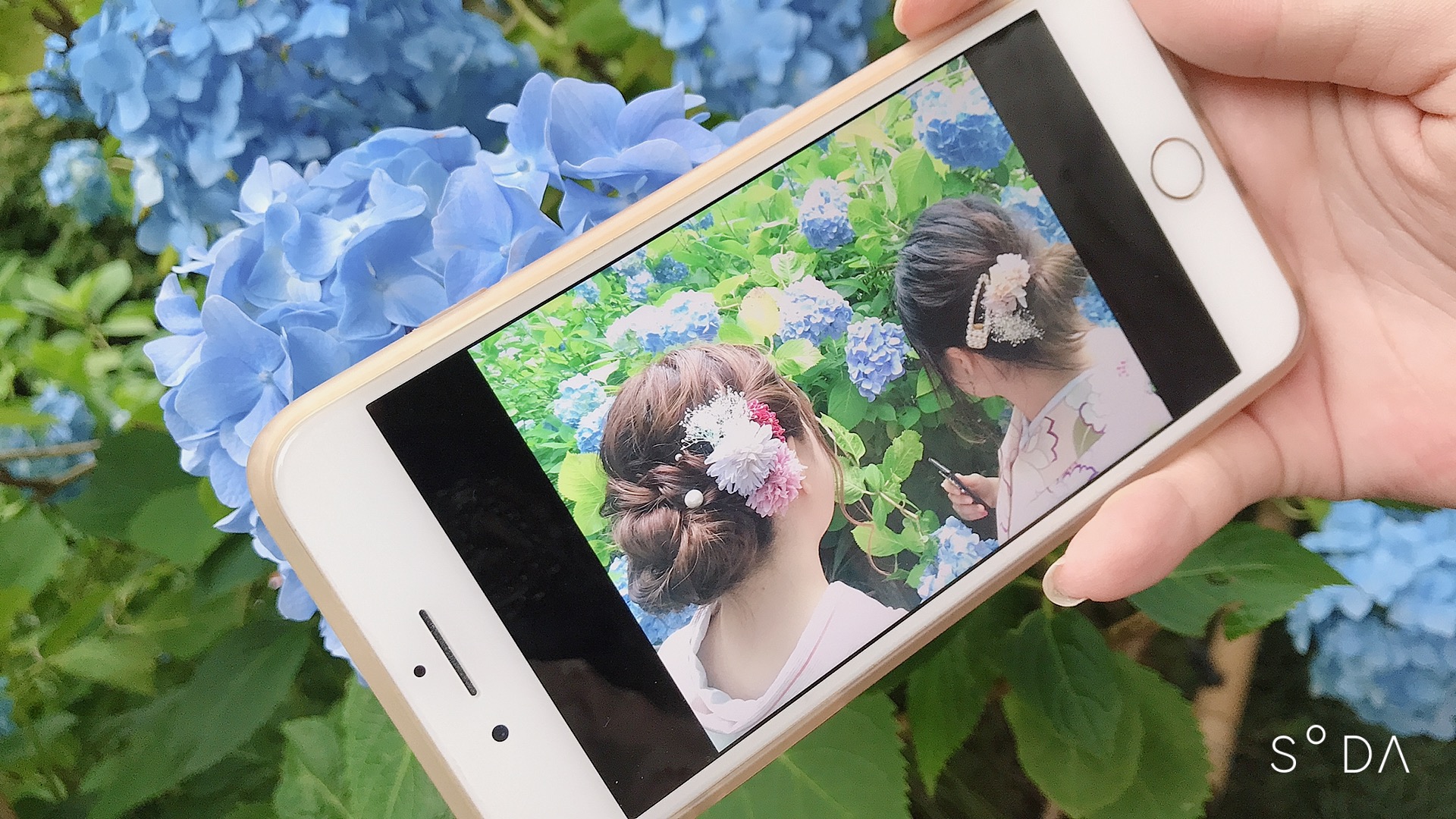 紫陽花が綺麗です☆°｡⋆