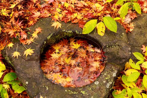 インスタ映えの写真を撮るなら朝がベスト！ 着物×紅葉狩り in 京都