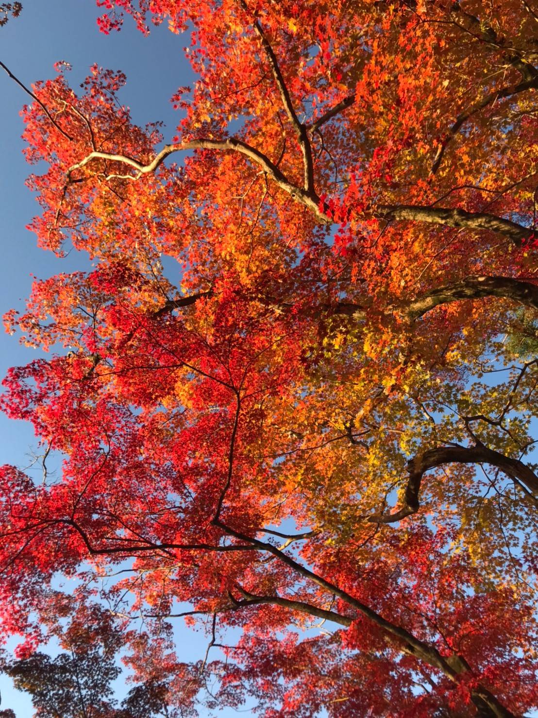 紅葉狩り