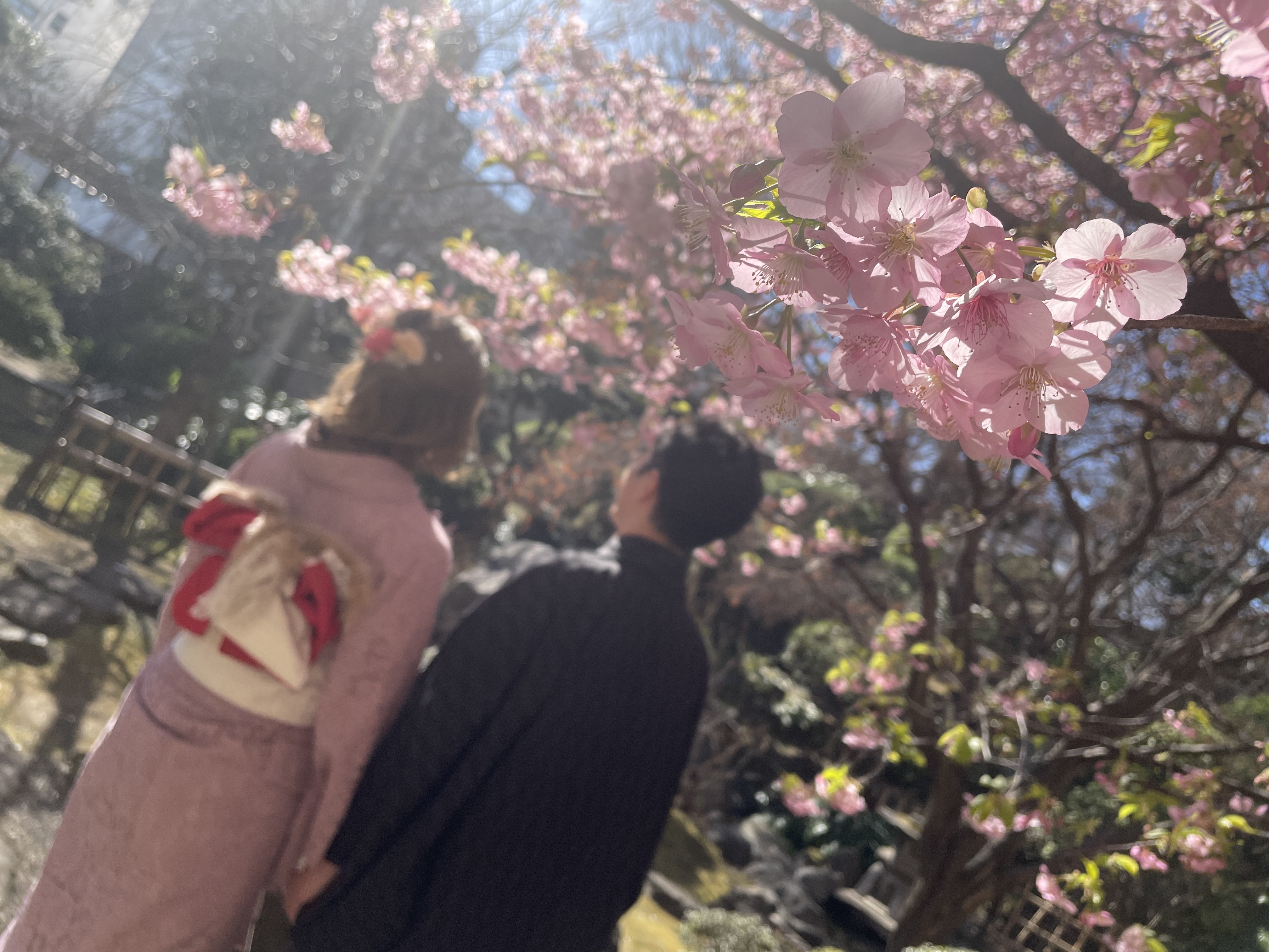 桜の季節！