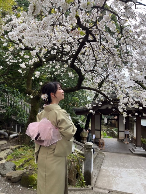 今週末まで桜見頃です♪